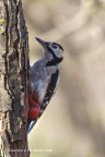 Picchio rosso maggiore (Dendrocopos major) maschio Picchio rosso maggiore (Dendrocopos major) maschio