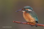 martin pescatore comune o martin pescatore europeo (Alcedo a martin pescatore comune o martin pescatore europeo (Alcedo a