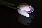 tulipano rosa tulipano rosa