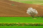 Primavera anticipata Primavera anticipata