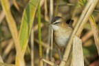Forapaglie castagnolo (Acrocephalus melanopogon) Forapaglie castagnolo (Acrocephalus melanopogon)