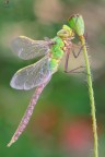 La mosca... La mosca...