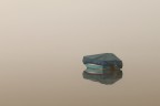 The fog The fog