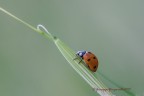 in natura ... in natura ...
