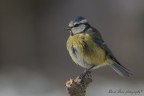 La serietà in cicciarella La serietà in cicciarella