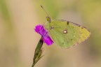 Colias crocea