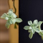 SCF0473 SCF0473