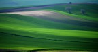 verde! verde!