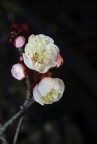 Fiore di albicocco Fiore di albicocco