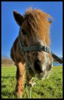 Dipende da come ti pony. Dipende da come ti pony.