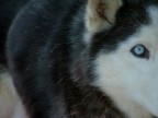 Blue eye Blue eye