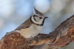 Cincia dal ciuffo (Parus cristatus) Cincia dal ciuffo (Parus cristatus)