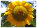 Girasole Girasole