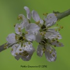 Immagine ripresa con un Tamron 180 macro su corpo sony A7. Ambiente e luce artificiale. Scatto remoto su cavalletto iso 100, posa 2s.
Il frame per il soggetto e' scattato a f/16 lo sfondo a f/3.5.