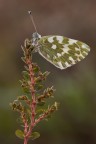 Pontia edusa Pontia edusa