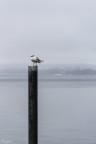 Solitario Solitario