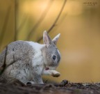 Pedicure.. Pedicure..
