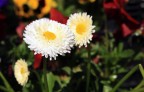 Fiore Fiore