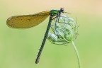 Calopteryx splendens Calopteryx splendens