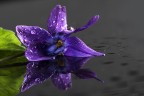 fior.. di viola fior.. di viola