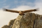 Gyps fulvus Gyps fulvus