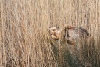 ..falco di palude.. ..falco di palude..