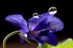 gocce..in viola gocce..in viola