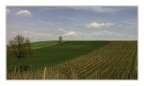 Il rintocco. Le vigne. Il rintocco. Le vigne.