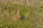 alectoris rufa ( pernice rossa )