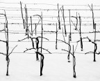 Viti d'inverno Viti d'inverno