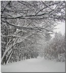 viale innevato 1 viale innevato 1