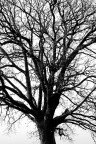 L'albero spoglio