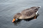 Quack Quack