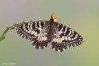 Zerynthia polyxena II Zerynthia polyxena II