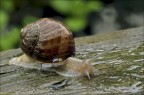 Lumaca Lumaca