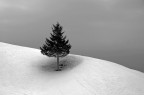 Il piccolo abete solitario Il piccolo abete solitario