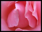 Immersi nel rosa Immersi nel rosa