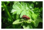 Rosso nero Rosso nero