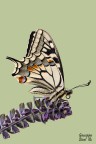 Papilio MAchaon