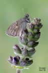 Coenonympha pamphilus Coenonympha pamphilus