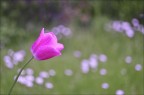 Bokeh Bokeh