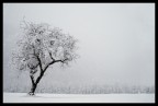 Solo un altro albero... Solo un altro albero...
