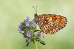 Melithaea athalia Melithaea athalia