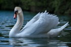 Cigno Cigno