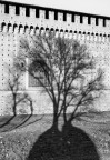 L'albero L'albero