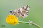 Pyrgus Malvoides Pyrgus Malvoides