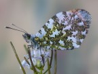 anthocharis cardamines