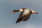 Tadorna tadorna (volpoca) Tadorna tadorna (volpoca)
