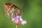 Melithaea phoebe Melithaea phoebe