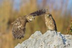 Civette Civette